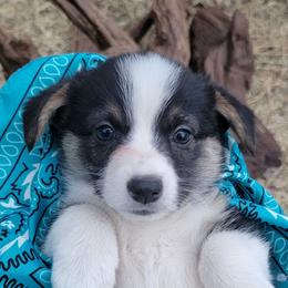 Turquoise bandana boy - Black and tan male Pembroke Welsh Corgi puppy in Cherokee, Oklahoma from MCS Farms-OK