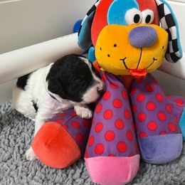 Australian Labradoodle Puppies from JoaLins Labradoodles