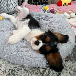 Cavalier King Charles Spaniel Puppies from Alohana Cavaliers