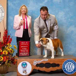 Bulldog, Great Dane, and Pointer All Grown Up from Dogma Danes & Pointers & Bulldogs