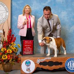 Bulldog, Great Dane, and Pointer All Grown Up from Dogma Danes & Pointers & Bulldogs