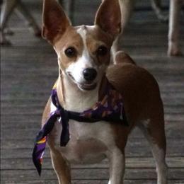Jersey Girl - Rat Terrier