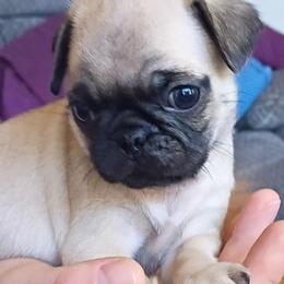 Boy 1 - Fawn male Pug puppy in Marshville, North Carolina from adorable pug puppies