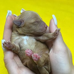 Goldendoodle Puppies from Golden Coast Doodles