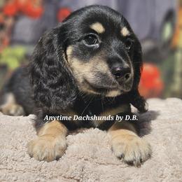 Jimmy (2900) - Black and cream male Dachshund puppy in Ovett, Mississippi from Anytime Dachshunds by D.B.