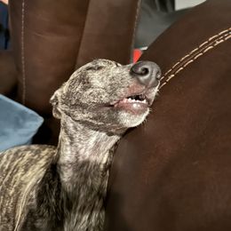 Poodle and Whippet All Grown Up from Charleston Reds Standard Poodles and Whippets