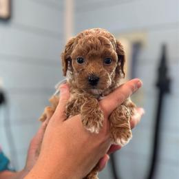 Breeze - Red  male Poodle puppy in Wharton, Texas from In the Red Poodles