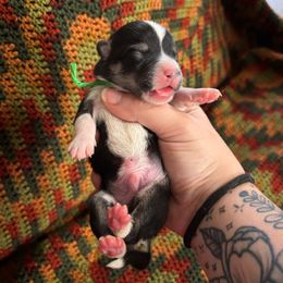 Finley - Black and tan male Pembroke Welsh Corgi puppy in Leonard, Texas from Southern Rose Corgis