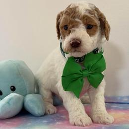 Green collar boy - Parti male Goldendoodle puppy in Pawtucket, Rhode Island from Ds_minidoodles