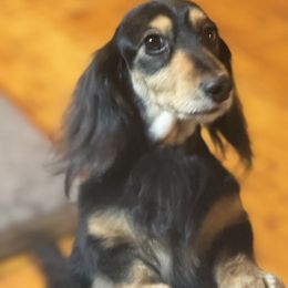 Dachshunds from Winfield Dachshunds