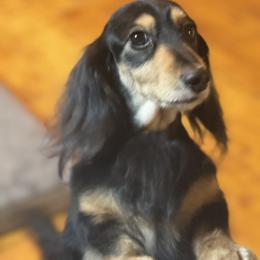 Dachshunds from Winfield Dachshunds