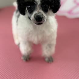 Poodle Puppies from Lixira Poodles