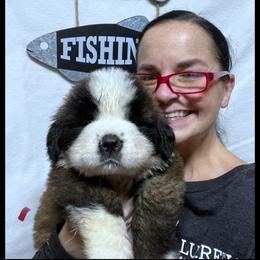 Red collar - Mahogany and white male Saint Bernard puppy in New Philadelphia, Ohio from Fletchers Saints