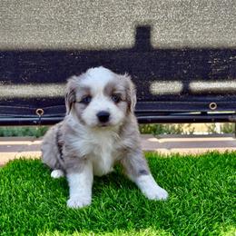 May - Blue merle female Toy Australian Shepherd puppy in Menifee, California from Riders Toy Aussies
