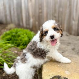 Parmesan - Blue merle male Bernedoodle puppy in Pittsburgh, Pennsylvania from WestPenn Doodles LLC