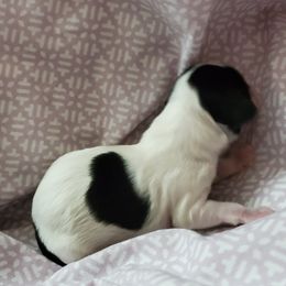 Shihpoo Puppies from Perfect Companion Puppies