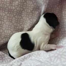 Shihpoo Puppies from Perfect Companion Puppies