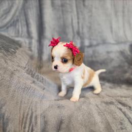Grace - Blenheim female Cavalier King Charles Spaniel puppy in Romeoville, Illinois from KonopkaKennelsLLC