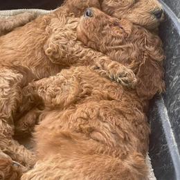 Bernedoodles, Goldendoodles, Old English Sheepdogs, Poodles, and Sheepadoodles from Funky Feather Farms