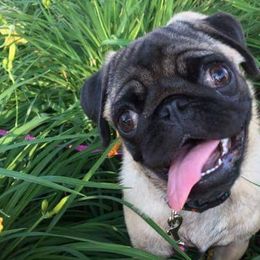 Pugs from Nelson Pug Puppies