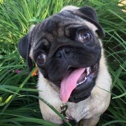 Pugs from Nelson Pug Puppies