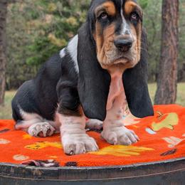 Chloe - Black brown and white female Basset Hound puppy in Polson, Montana from BeautyBea's Flathead Lake Bassets