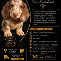 Jupiter - Chocolate and cream male Dachshund puppy in Dayton, Ohio from LUXEYPUPS