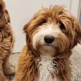 Scarlett - Goldendoodle