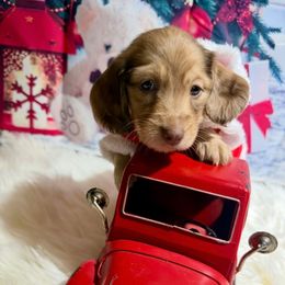 Clara - Cream female Dachshund puppy in Bennett, North Carolina from Cherished Dachshunds