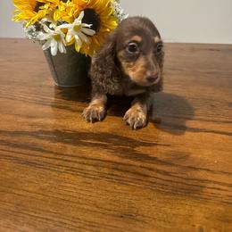 Bingo - Chocolate and tan female Dachshund puppy in Dawson, Alabama from Bells Dashing Dachshunds