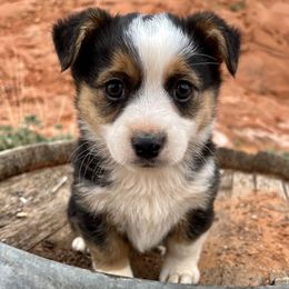 Pembroke Welsh Corgi and Toy Australian Shepherd Puppies from Double Bar H Corgis & Aussies