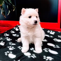 Glacier - White male American Eskimo Dog puppy in Live Oak, Florida from Pecan Ridge Puppies