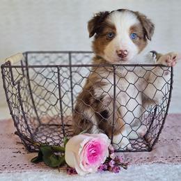 Rose - Red merle female Australian Shepherd puppy in Mountain Grove, Missouri from K Bar H Farms