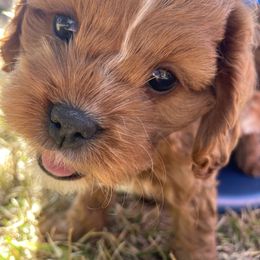 Cavapoo and Shihpoo Puppies from Haus of Doodles