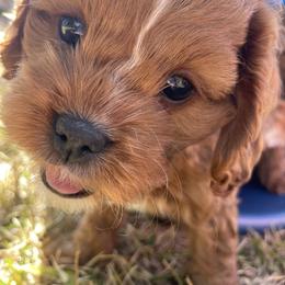 Cavapoo and Shihpoo Puppies from Haus of Doodles
