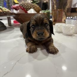 Timmy - Chocolate and tan male Dachshund puppy in Riverside, California from Mir and Dachshunds