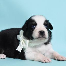 Mary - Black tri-color female Australian Shepherd puppy in Placerville, California from BFF Aussies