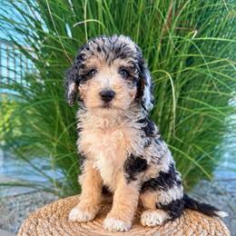 Delilah - Blue merle female Aussiedoodle puppy in Sharpsburg, Georgia from Steindoodles