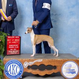 Iris - Italian Greyhound
