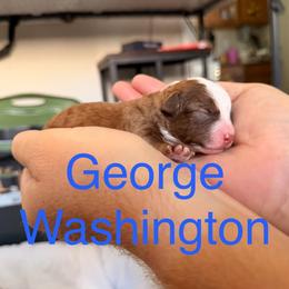 George Washington - Red male Aussiedoodle puppy in Lincoln, California from Frenchie LOVE and Doodles