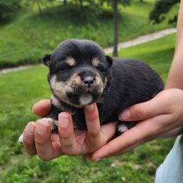 Blaze - Black and tan female Shiba Inu puppy in Illinois from Precious-Puppies