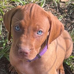 Girl 1 - Golden rust female Vizsla puppy in Covington, Louisiana from Six Hitch Farm