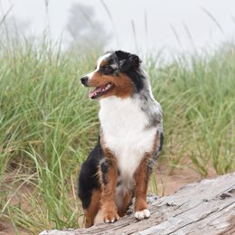 Nora - Miniature American Shepherd