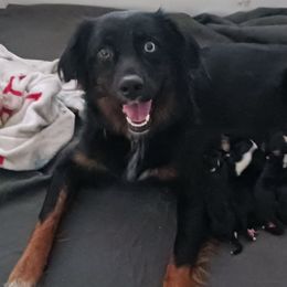 Ivy - Australian Shepherd