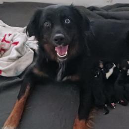 Ivy - Australian Shepherd