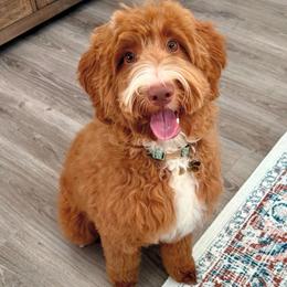 Sunny GUARDIAN HOME SEARCH - Red  female Goldendoodle puppy in Saratoga Springs, Utah from DayDreamDoodles