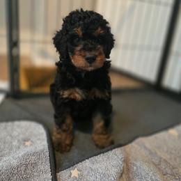 Freddy - Phantom male Bernedoodle puppy in Malden, Illinois from Doting Doodles