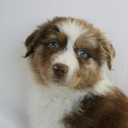Mia - Red merle female Australian Shepherd puppy in Richmond, Texas from Big Zen Aussies