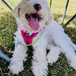 Lagotto Romagnolo and Portuguese Water Dog Puppies from Shooting Star Water Dogs