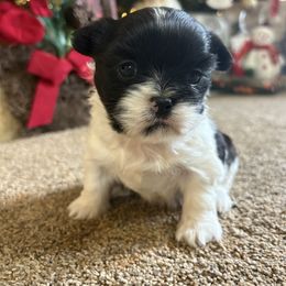 Crystal - Black and white female Shih Tzu puppy in Bradley, South Carolina from Katie’s Kennel